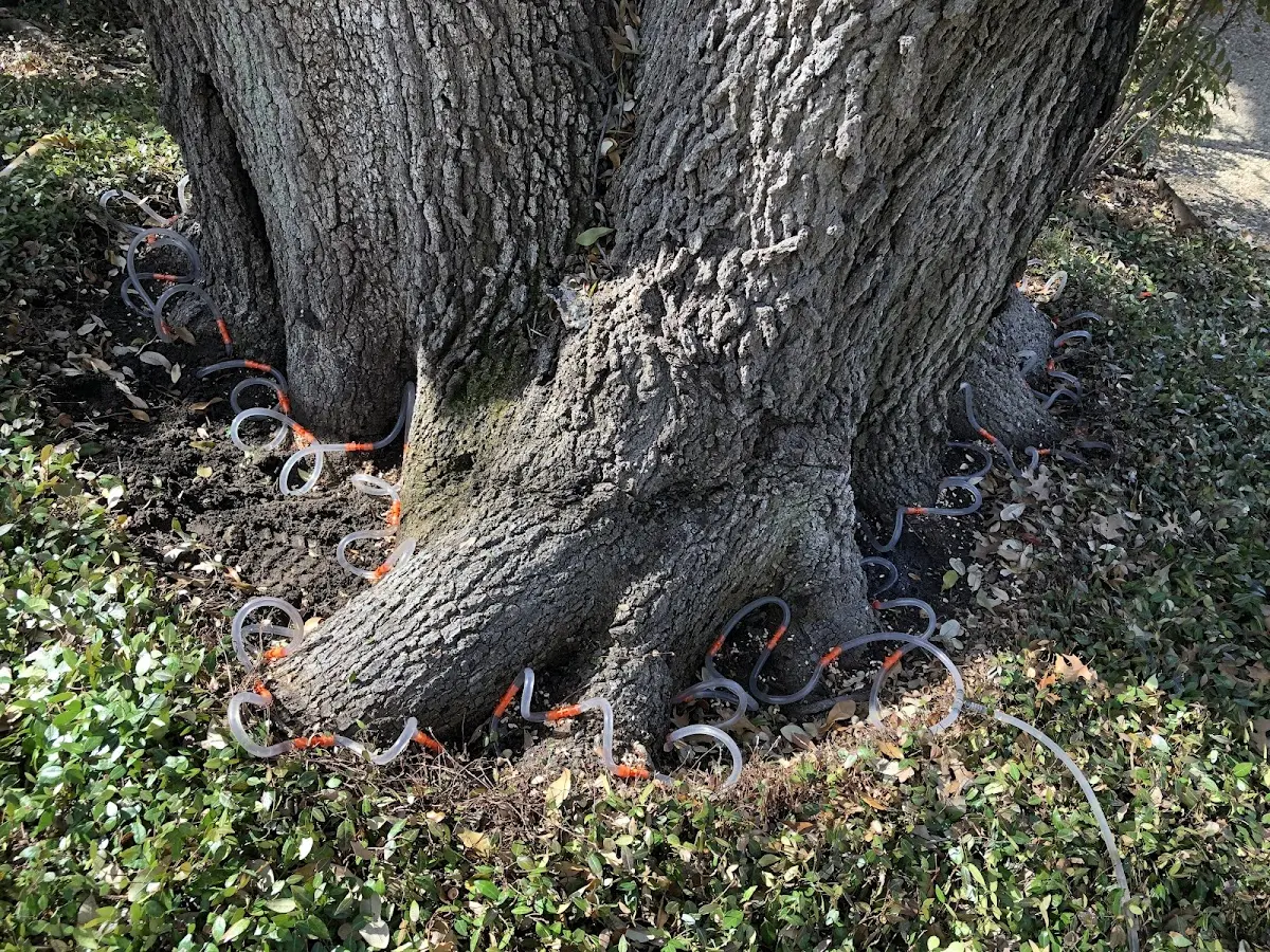 Detailed Tree Cabling and Bracing job site in Gulf Shores