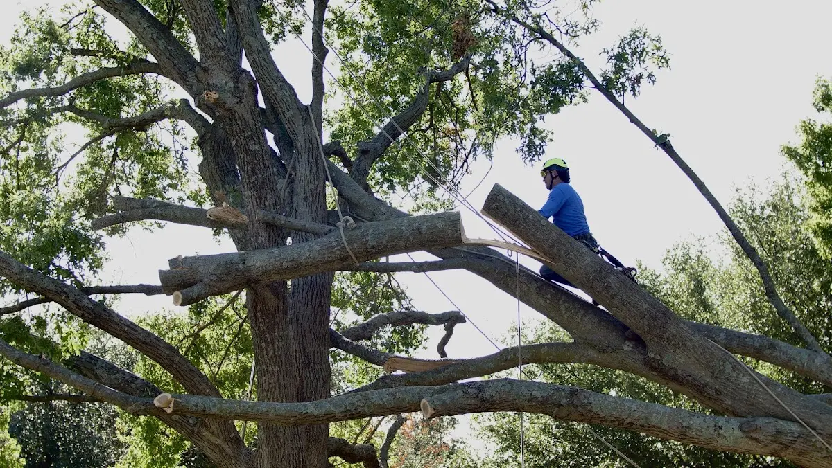 Professional Crown Thinning performed by certified arborists in Gulf Shores