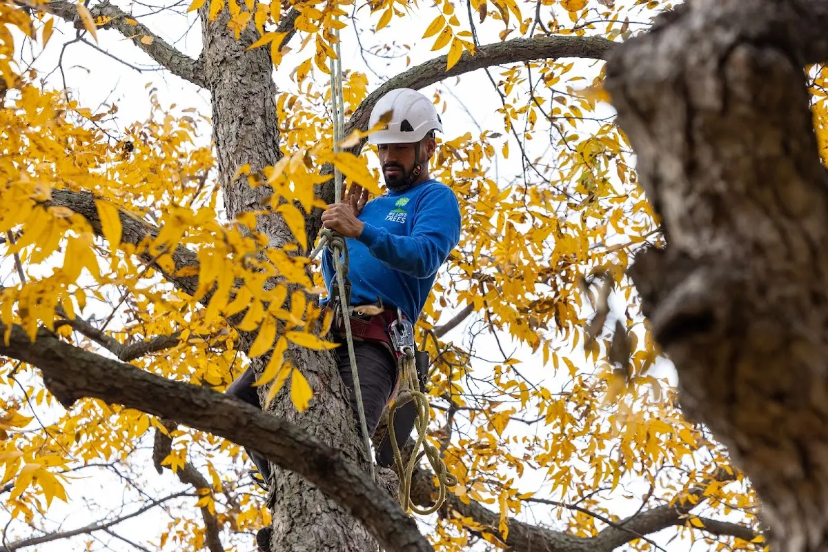 Skilled Tree Planing crew working in Gulf Shores